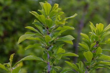 Bereketli yeşil yapraklar ve küçük erik üzümleri dikenli bir çalıda yetişir ve yaz başlarken güneşli bir yerde canlı bir görüntü oluşturur..