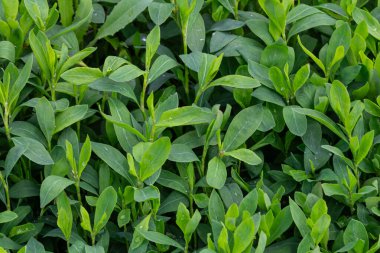 Ortak Knotgrass 'ın canlı yeşilliği bölgeyi gelişmekte olan bir yaz bahçesinde küçük çiçekler ve yoğun yapraklarla doldurur..