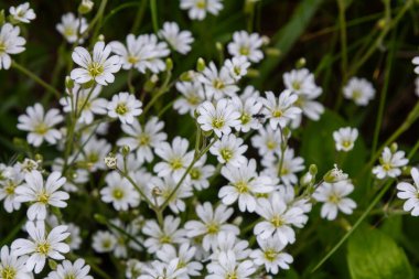 Daha büyük dikişotundan oluşan derin yarık demetleri yemyeşil bir ortamda canlı bir şekilde çiçek açıyor. Bu da ilkbaharın erken dönemlerindeki büyümenin güzelliğini gösteriyor..