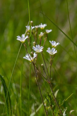 Stellaria holostea kümeleri canlı bir çayırda dimdik ayakta duruyor. Baharın parlak güneş ışığı altında derin yarık çiçeklerini sergiliyorlar..