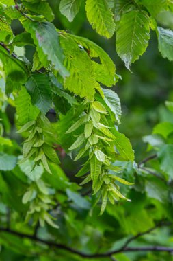 Carpinus Betulus 'un yemyeşil dalları tırtıklı yapraklar ve parlak güneşli bir günde hafif hafif sallanan kanatlı meyve kümeleri sergiliyor..