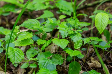 Tomurcuklanmış Carpinus betulus tohumları, ilkbahar büyüme döneminde orman zemininde canlı yeşil yapraklar arasında ortaya çıkan pamuk ve kökleri sergiler..