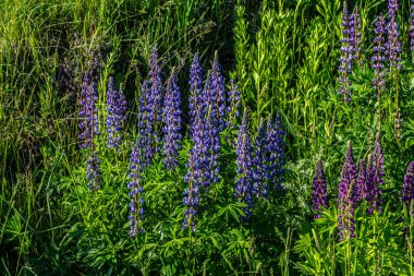 Parlak mavi kocakafalı lupin çiçekleri canlı yeşil bir çayırda dimdik durur ve açık güneşli bir gökyüzünün altında eşsiz palmiye yapraklarını sergilerler..