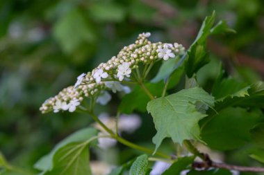 Viburnum opulus canlı yeşil yaprakların arasında küçük beyaz çiçek kümeleri sergiliyor gelişmekte olan bir bahçede mevsimsel bir aydınlık yaratıyor.