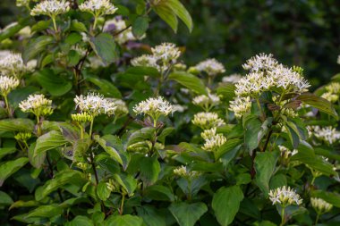 Cornus Sanginea 'da canlı beyaz çiçek kümeleri çiçek açar. Etrafı yeşil yapraklarla çevrili. Huzurlu bir bahçede baharın güzelliğini gözler önüne serer..
