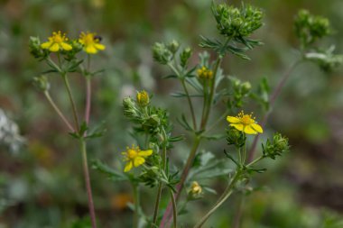 Sarı, beş yapraklı, potentilla argentea çiçekleri, bereketli bir bahar gününde yemyeşil bir ortamda yetişen gümüşi yapraklara karşı dururlar..