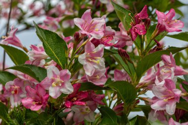 Pembe çan şeklinde çiçek demetleri Weigela Florida 'da açar. Güneş tepemizde ışıl ışıl parlarken bir bahçe ortamında canlı bir görüntü yaratır..