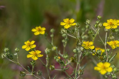 Potentilla argentea kümesi ya da açık bir günde yemyeşil bir ortamda gümüşi yapraklar arasında açan parlak sarı çiçekler sergilenir..
