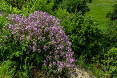 Pembe-mor küçük kekik çiçekleri, güneşli bir doğal ortamda bol miktarda zengin yeşillikler arasında büyür ve ilkbaharda canlı bir ortam yaratır..