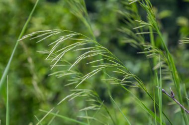 Çavdar süpürgesi otları yemyeşil yeşilliklerle çevrili ince dikenlerini sergiler ve bu yıllık veya iki yıllık ot türlerinin tipik özelliklerini vurgular..