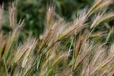 Hordeum murinum sergiliyor çarpıcı çivileri ve uzun tenteleri ılık bir yaz öğleden sonrasında yemyeşil bir tarlada hafif hafif sallanıyor..