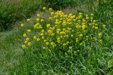 Parlak sarı çiçekleri olan uzun bitkiler yemyeşil bir alanda gelişir. Bunias Orientalis 'in güzelliğini tam güneşli bahar gününde sergilerler..
