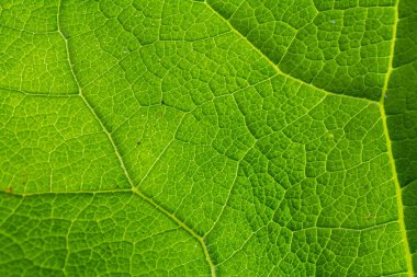 Parlak gün ışığı altında karmaşık damar ve doku ağını vurgulayan yeşil bir yaprağın ayrıntılı görüntüsü. Yaprak zengin ve sağlıklı bir görünüm sergiliyor..