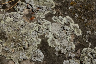 Karmaşık yosun desenleri bir kaya yüzeyini kaplıyor. Güneş ışığı altındaki doğal ortamda grinin eşsiz dokularını ve tonlarını vurguluyorlar..