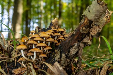 Kozalaklı Tuft kozalaklı ölü odunlar üzerine uzmanlaşmıştır. Stipe 'lar sıklıkla bükülür ve dar kümeler halinde büyürler. Şemsiye büyüdükçe düzleşir..