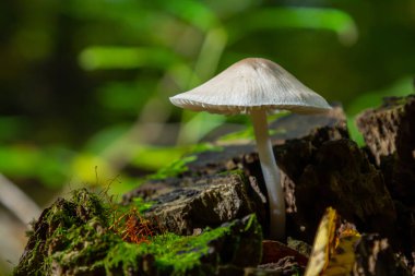 Narin bir Psathyrella mantarı ağaçların arasından süzülen canlı yeşillik ve yumuşak doğal ışıkla çevrili yosun kaplı bir kütüğün üzerinde duruyor..