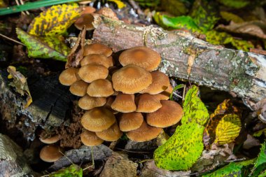 Kozalaklı Tuft kozalaklı ölü odunlar üzerine uzmanlaşmıştır. Stipe 'lar sıklıkla bükülür ve dar kümeler halinde büyürler. Şemsiye büyüdükçe düzleşir..