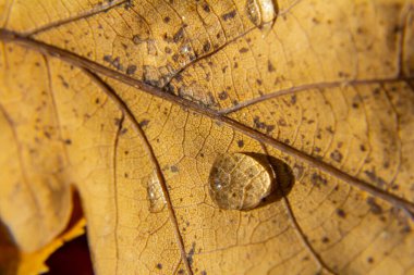 Yakından bakıldığında, kurumuş sarı bir yaprağın üzerindeki tek bir su damlacığının ince dokuları ve desenleri ortaya çıkardığını görüyoruz..