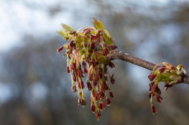 Kıpkırmızı çiçek kümeleri bir Kutu Yaşlı Ağacı 'nın dallarından sarkan bahar geldiğinde bir büyüme mevsimi ve canlı doğal güzellik manzarası yaşanır..
