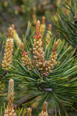 İskoç çam dallarında canlı yeşil iğneler arasında erkek ve dişi kozalak kümeleri bulunur..