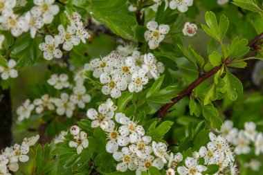 İlkbaharda atmaca dikeni, yemyeşil yaprakların arasında doğal ortamda tozlaştırıcıları çeken beyaz çiçek kümelerini sergiler..