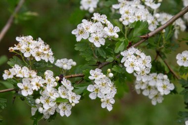 Crataegus monogyna 'da beyaz çiçek demetleri açar. Dikenli bir çalılık bahar mevsimi boyunca sakin bir bahçede çarpıcı bir görsel ekran yaratır..