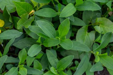 Düşük yetişen bir bitki olan Knotgrass, güneşli şehir bahçelerinde yemyeşil yaprakları ve mevsimsel çiçekleriyle dikkat çeker..