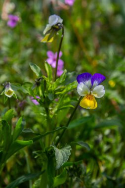 Tatlı Violet 'in parlak sarı çiçekleri yemyeşil yaprakların arasında ortaya çıkar. Yöresel tozlaştırıcıları cezbeden bahar boyunca sakin bir ormanlık alanda kalp şeklindeki yapraklarını sergilerler..