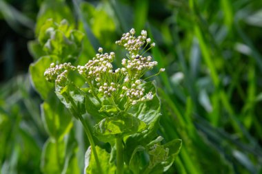 Lepidium draba, parlak güneş ışığı altında yemyeşil yapraklarla çevrili küçük beyaz çiçek kümeleriyle dimdik ayakta duruyor..