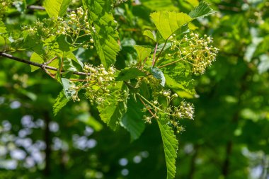 Bahar, Acer Tataricum 'a hayat verir. Yeşilimsi beyaz çiçekler yemyeşil yuvarlak yaprakların arasında açar. Sıcak güneş ışığında güzel bir şekilde gelişir..