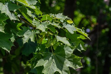 Norveç akçaağaç dalları, yazın başında güneşli bir bahçede ağacın büyüdüğünü gösteren çift samaralarla birlikte büyük yeşil yapraklara sahiptir..