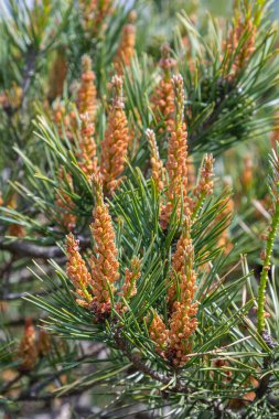 Parlak İskoç çam iğneleri, gelişmekte olan erkek ve dişi kozalakların yanı sıra bahar aylarında bir ormandaki eşsiz üreme yapılarını resmediyor..