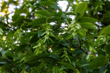 Avrupa boynuz demetinin sağlıklı dalları, bereketli yeşil dişli yapraklar ve kanatlı meyvelerin yaz başında verimli bir orman ortamında güneş ışığı altında sergilendiğini gösteriyor..