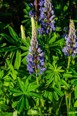 Büyük yapraklı lupların uzun mavi çiçekleri palmiye yapraklarından çıkar sıcak güneşin altında gelişerek doğal manzaranın güzelliğini arttırır..