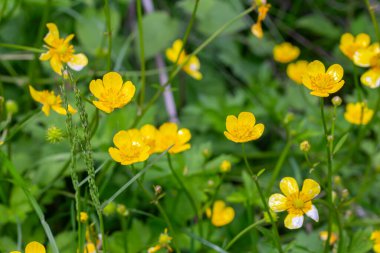 Yeşil bir tarlada serpilen parlak sarı düğün çiçekleri yazın erken saatlerindeki sıcak güneş ışığını yansıtıyor. Arılar ve kelebekler gibi tozlaştırıcıları çekiyor..