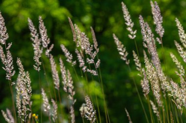 Uzun ve ince Calamagrostis epigejos bitkileri hafif bir esinti ile salınır tohum başları ile süslenmiş canlı yeşil bir zemin üzerinde doğanın güzelliğini gösteren.