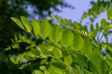 Siyah Çekirge ağaçlarının yemyeşil yaprakları açık bir gökyüzüne vurgulanır. Beyaz kokulu çiçekler bahar canlılığının başlangıcını işaret ediyor..