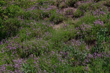 Bereketli bir yamaç vahşi kekik kümeleriyle kaplıdır. Sıcak güneşin altında canlı bahar atmosferine katkıda bulunan küçük pembe-mor çiçekler sergilenir..