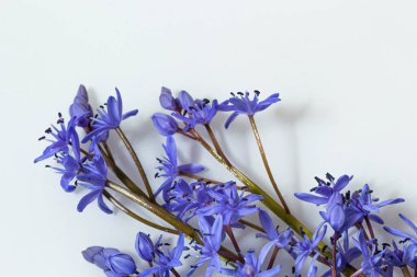 Çiçek tasarımı - Scilla bifolia çiçekli iki yapraklı squill veya alp squill beyaz arka planda izole edilmiş alp squill yazı için boşluk. Bahar dekorasyonu.