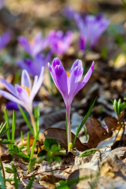 Crocus heuffelianus ya da Crocus vernus 'un dev krokusu ile kapatın. Ormanda açan mor çiçek..