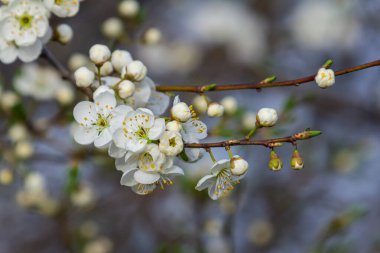 White plum blossom, beautiful white flowers of prunus tree in city garden, detailed macro close up plum branch. White plum flowers in bloom on branch, sweet smell with honey hints.