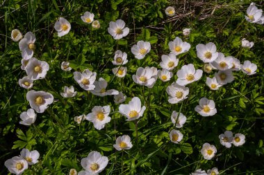 Anemonoides sylvestris Anemone sylvestris, kar damlası şakayığı ya da kar damlası şakayığı olarak da bilinir..