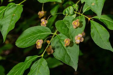 Küçük çiçekler Euonymus verrucosus veya iğ ağacı.