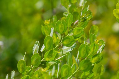 Doğada, Thlaspi arvense yabani otların arasında yetişir..