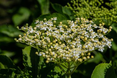 Çiçek tomurcukları ve siyah yaşlı bahar, Sambucus nigra, çiçekler.