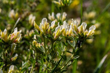 In the spring Chamaecytisus ruthenicus blooms in the wild.