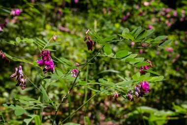 Lathyrus Nijer baharda ormanın vahşi doğasında yetişir..