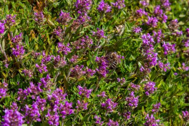 Çiçekli kokulu Thymus Serpilllum, Breckland yabani kekik, sürünen kekik, ya da elf kekik yakın çekim, makro fotoğraf. Güneşli bir günde tarlada güzel yiyecekler ve tıbbi bitkiler