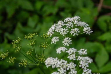 Chaerophyllum hirsutum roseum - Kıllı Chervil pembe umbels.
