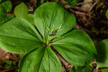 Çok zehirli bir bitki olan Kuzgun 'un gözü dört yapraklı Paris kuadrifolisi ormanlarda yetişen dut ya da gerçek aşıklar düğümü olarak da bilinir..